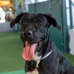 Shelter Stray Male Dog last seen , 361 S Raymond Ave, Pasadena, CA 91105, USA