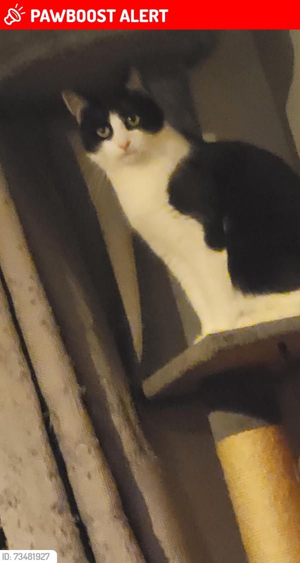 Lost Male Cat last seen St Ninians school grounds restalrig Road South, Edinburgh, Scotland EH7 6JA