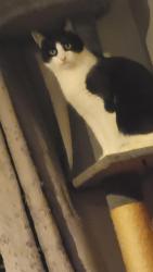 Lost Male Cat last seen St Ninians school grounds restalrig Road South, Edinburgh, Scotland EH7 6JA