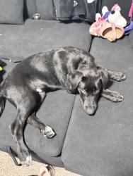 Found/Stray Male Dog last seen McDonald’s, San Antonio, TX 78229
