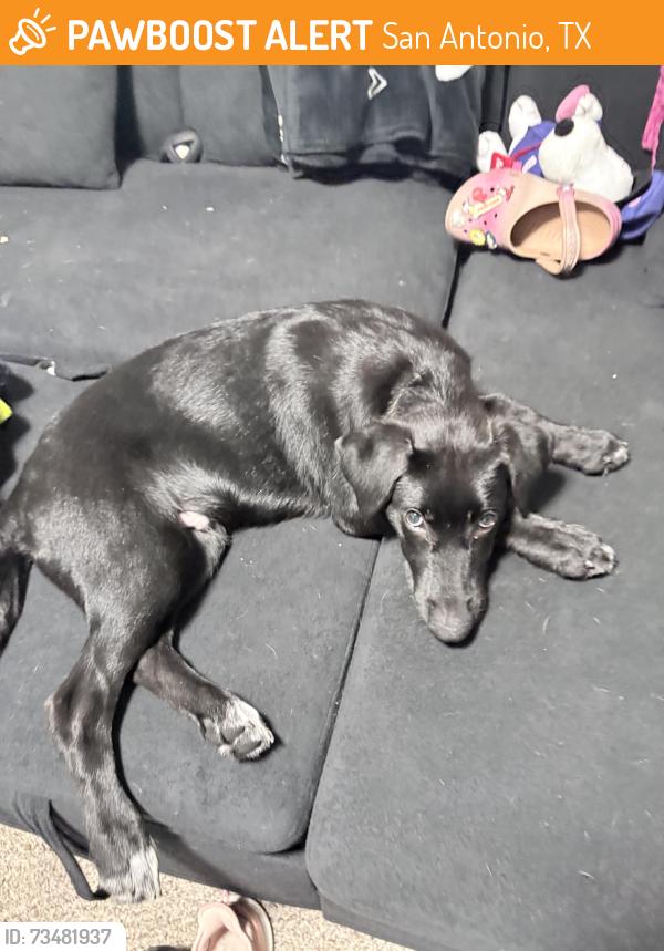 Found/Stray Male Dog last seen McDonald’s, San Antonio, TX 78229