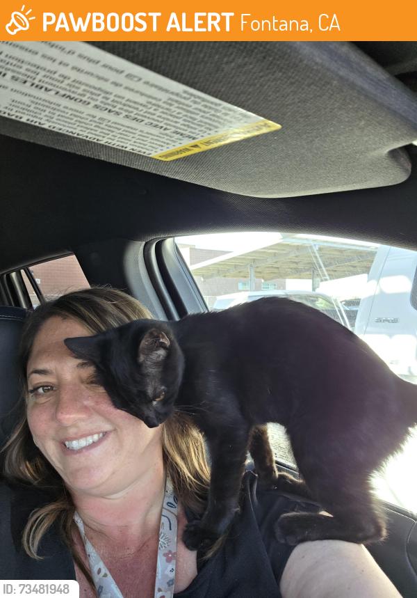 Found/Stray Unknown Cat last seen Wayne ruble middle school, Fontana, CA 92336