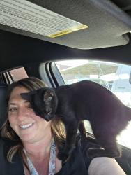 Found/Stray Unknown Cat last seen Wayne ruble middle school, Fontana, CA 92336