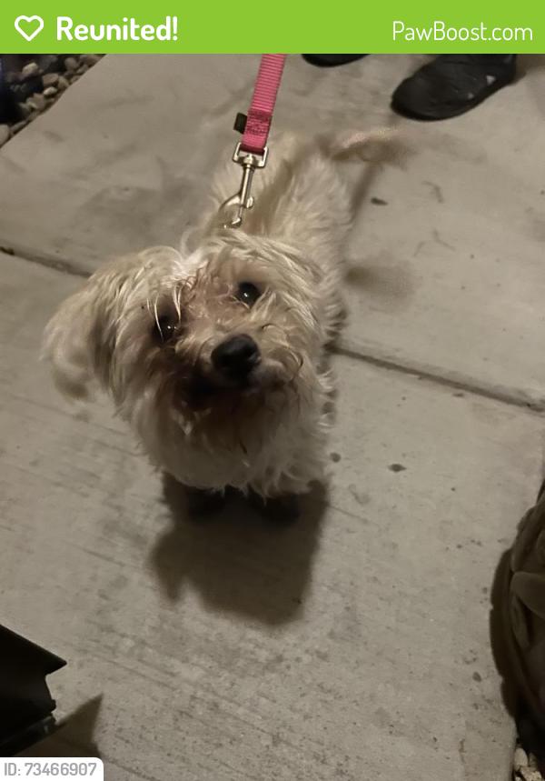 Reunited Unknown Dog last seen Black Elk and Running Rabbit, Las Vegas, NV 89143