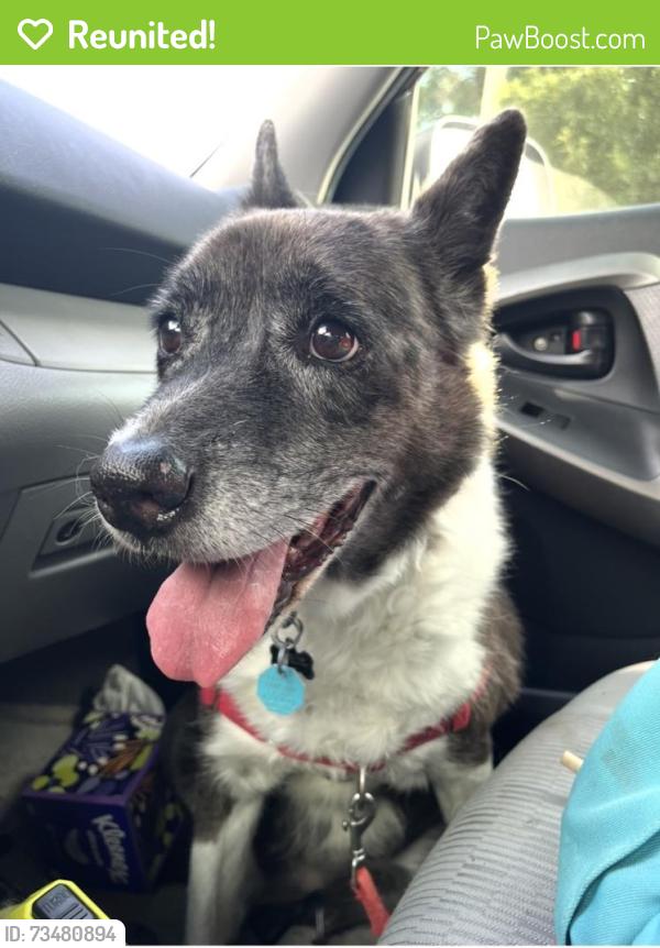 Reunited Female Dog last seen Near Gale St, Houston, TX 77009, USA, Houston, TX 77009