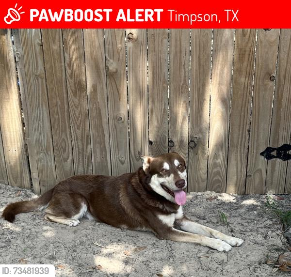 Lost Male Dog last seen Stockman Texas, Timpson, TX 75975