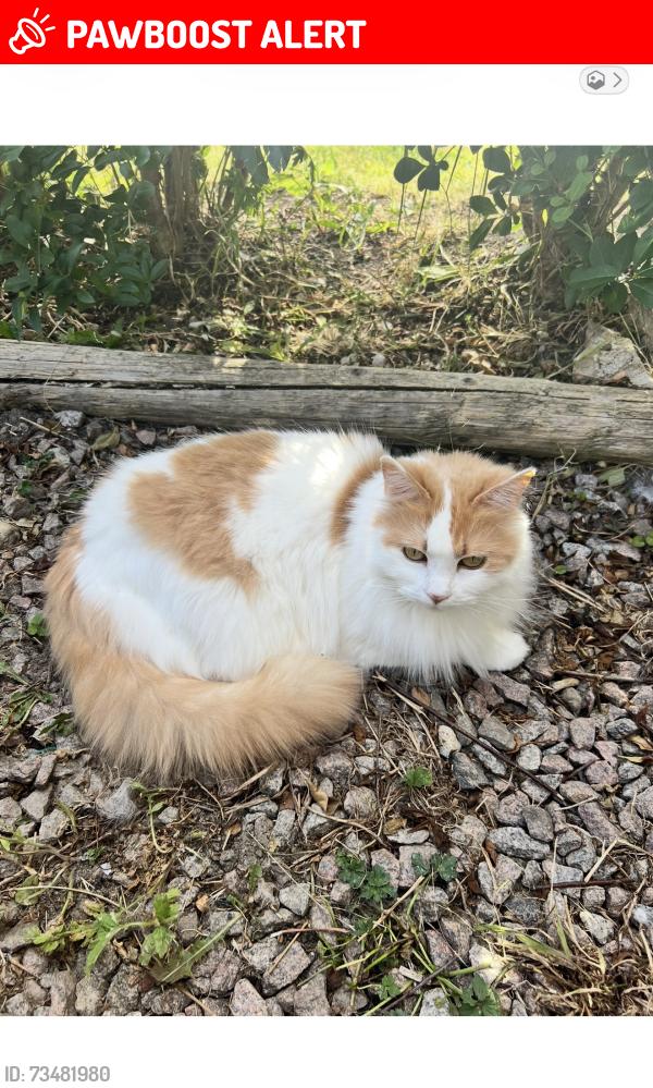 Lost Female Cat last seen Saracens rugby club, Greater London, England N14 4NP
