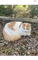 Lost Female Cat last seen Saracens rugby club, Greater London, England N14 4NP