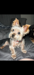 Lost Male Dog last seen On embers, bewteen El dorado and burnt store, Cape Coral, FL 33993