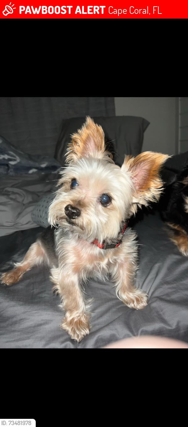Lost Male Dog last seen On embers, bewteen El dorado and burnt store, Cape Coral, FL 33993