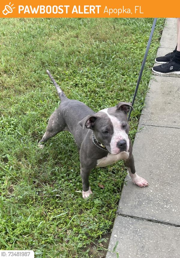 Found/Stray Female Dog last seen Winding cove Ave and dove Ave, Apopka, FL 32703