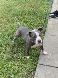 Found/Stray Female Dog last seen Winding cove Ave and dove Ave, Apopka, FL 32703
