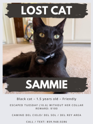 Lost Female Cat last seen Camino Del Cielo / Del Sol / Del Rey area, South Pasadena, CA 91030