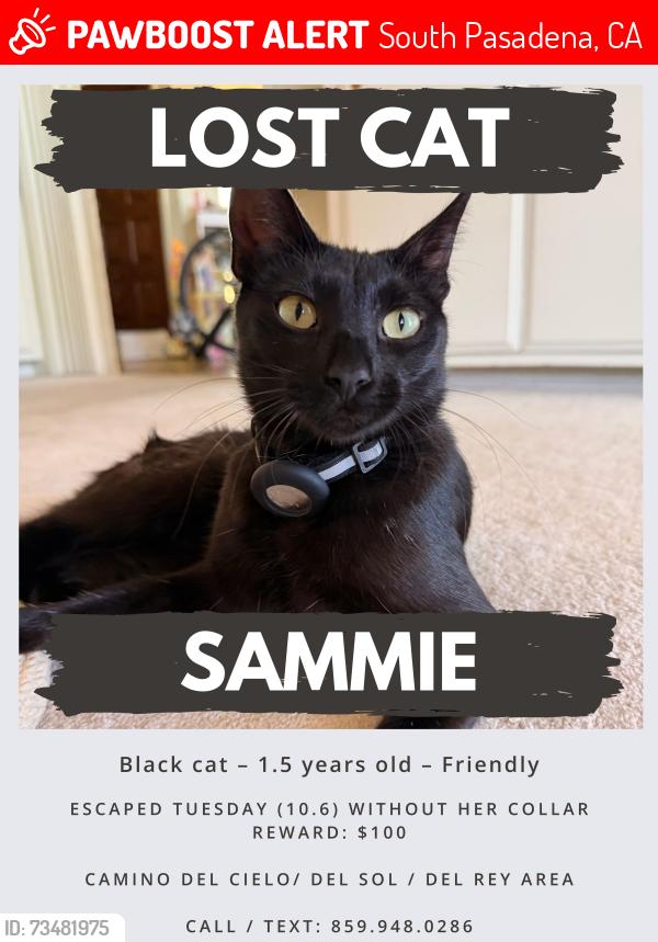 Lost Female Cat last seen Camino Del Cielo / Del Sol / Del Rey area, South Pasadena, CA 91030