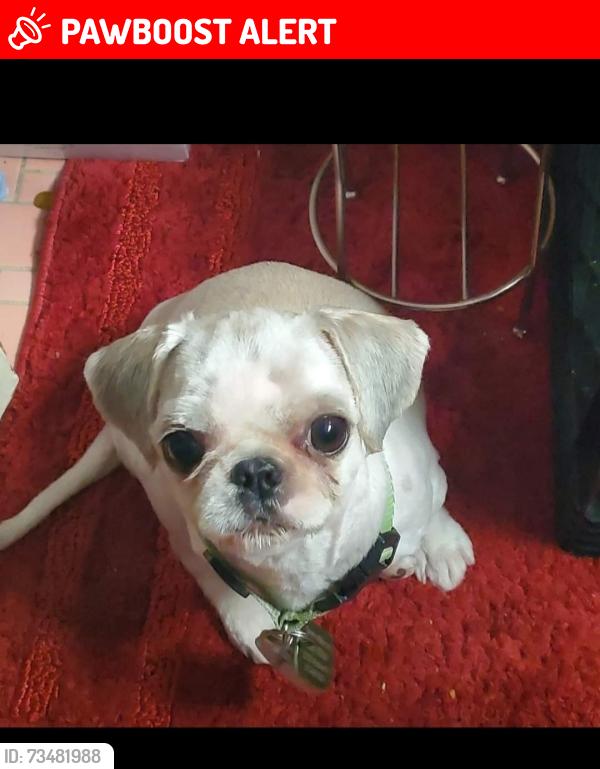 Lost Male Dog last seen Norfolk and Fargo, Redford Township, MI 48240
