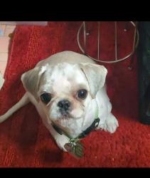 Lost Male Dog last seen Norfolk and Fargo, Redford Township, MI 48240
