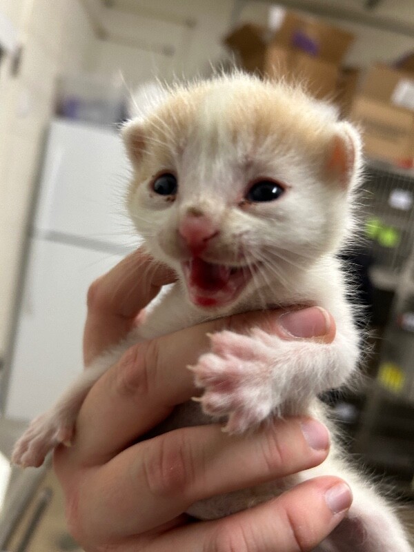 Shelter Stray Male Cat last seen Near Weaver Ln, Layton, UT 84041, USA, 1422 E 600 N, Fruit Heights, UT 84037, USA