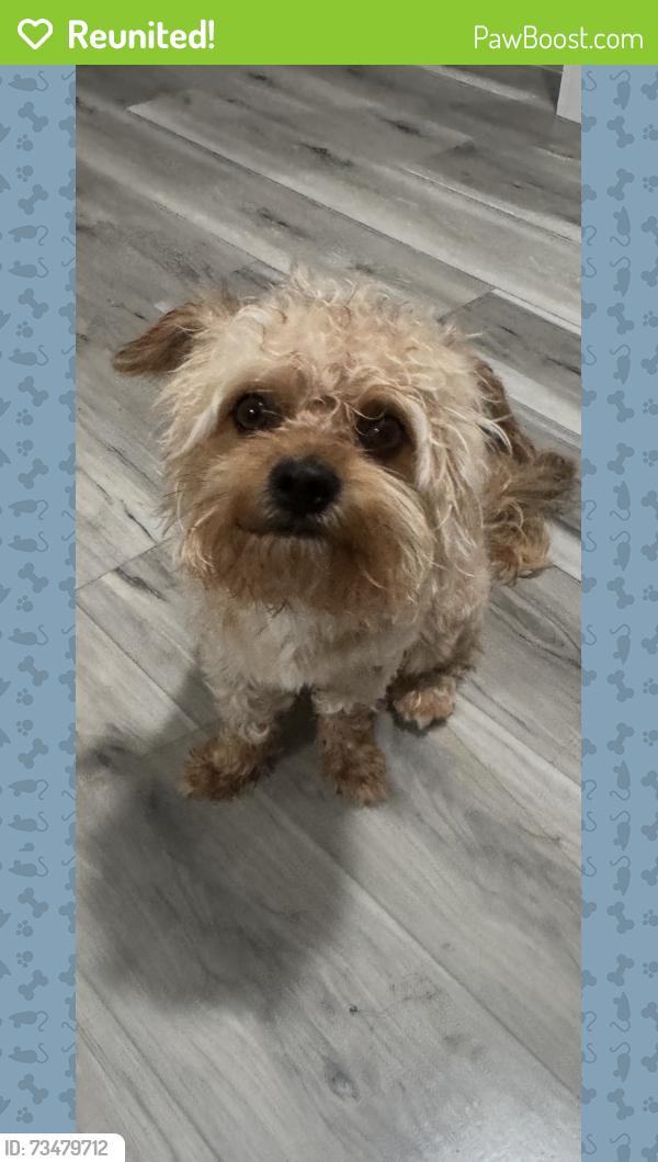 Reunited Male Dog last seen winchester blvd, Queens, NY 11427