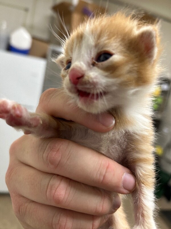 Shelter Stray Male Cat last seen Near Weaver Ln, Layton, UT 84041, USA, 1422 E 600 N, Fruit Heights, UT 84037, USA