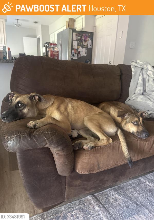Found/Stray Female Dog last seen Mullins dr and Belrose, Houston, TX 77035