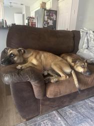 Found/Stray Female Dog last seen Mullins dr and Belrose, Houston, TX 77035