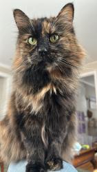 Lost Female Cat last seen Ten st / black bridge rd, New Hartford, CT 06057