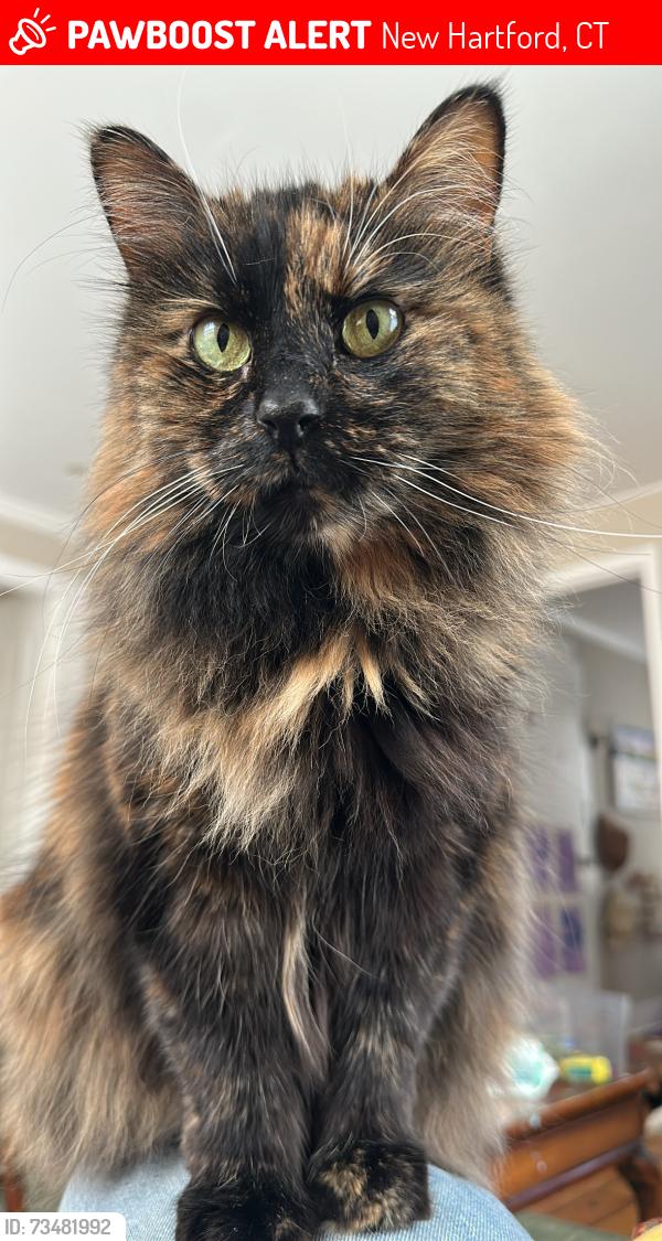 Lost Female Cat last seen Ten st / black bridge rd, New Hartford, CT 06057