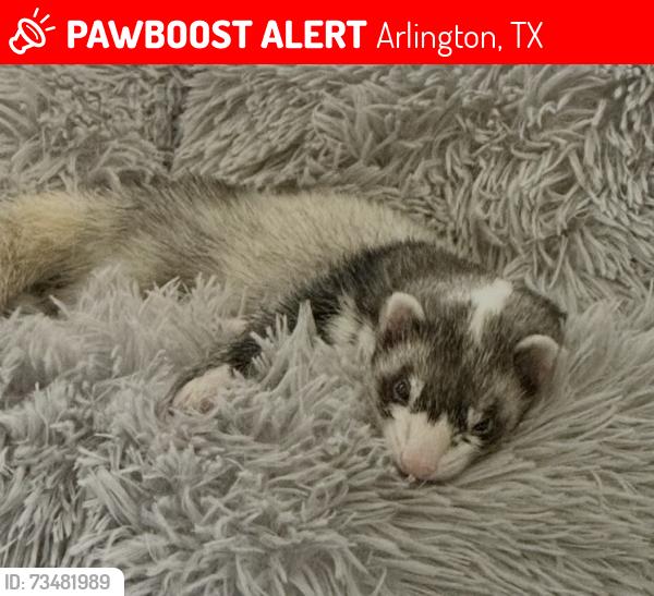 Lost Female Ferret last seen Roosevelt and Oak Trail Ct., Arlington, TX 76016