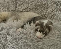 Lost Female Ferret last seen Roosevelt and Oak Trail Ct., Arlington, TX 76016