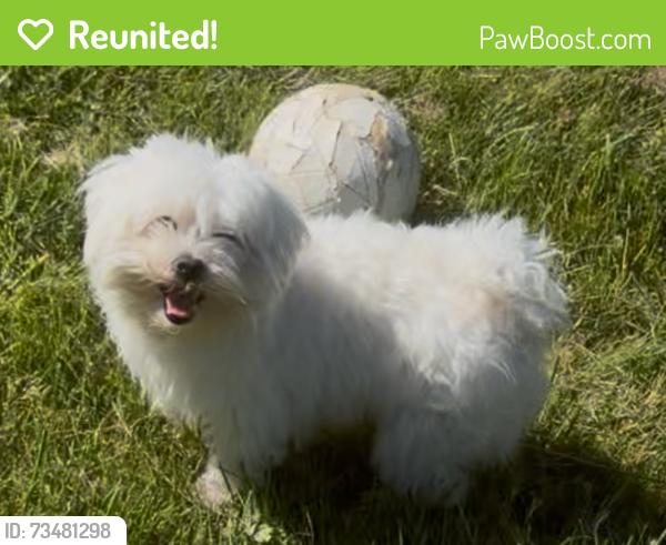 Reunited Male Dog last seen E Nolcrest Drive, Silver Spring, MD 20903