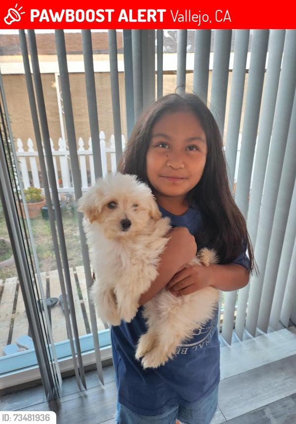 Lost Male Dog last seen Southport drive, Canterbury dr, Vallejo, CA 94591