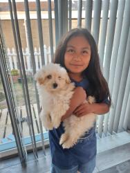 Lost Male Dog last seen Southport drive, Canterbury dr, Vallejo, CA 94591