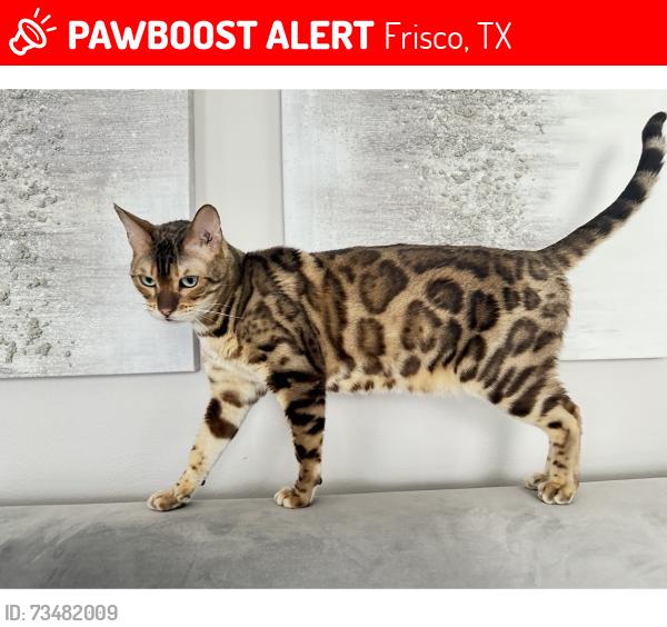 Lost Male Cat last seen And Cappuchin, Frisco, TX 75035
