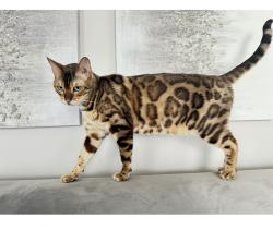Lost Male Cat last seen And Cappuchin, Frisco, TX 75035