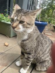 Found/Stray Male Cat last seen Macon and miledge, Athens, GA 30606