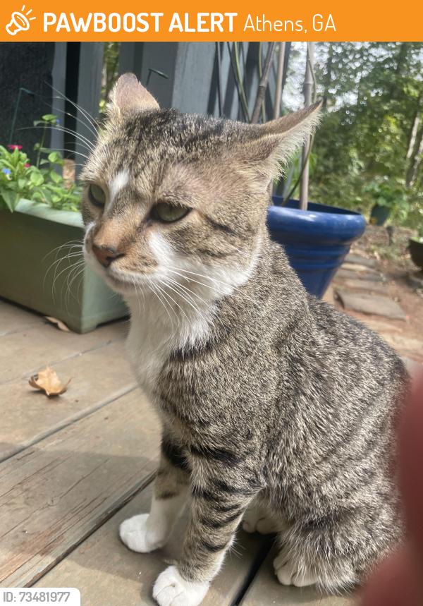 Found/Stray Male Cat last seen Macon and miledge, Athens, GA 30606
