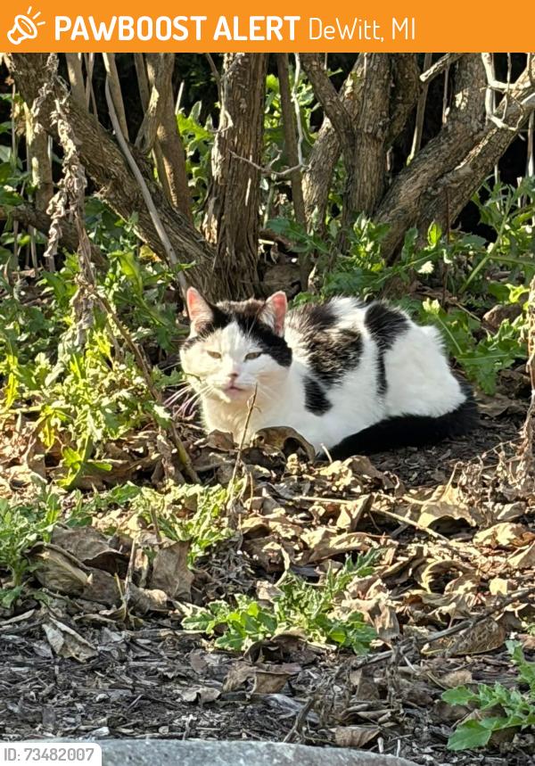 Found/Stray Female Cat last seen Clark, DeWitt, MI 48820