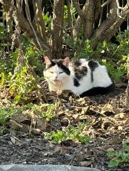 Found/Stray Female Cat last seen Clark, DeWitt, MI 48820
