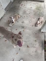 Found/Stray Male Dog last seen Off Chisholm Road, in Oak apmts, Pensacola, FL 32514