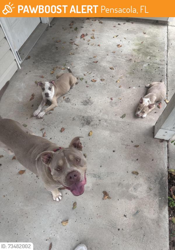 Found/Stray Male Dog last seen Off Chisholm Road, in Oak apmts, Pensacola, FL 32514