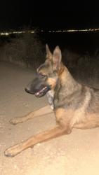 Lost Male Dog last seen Fairfax and auburn, Bakersfield, CA 93306