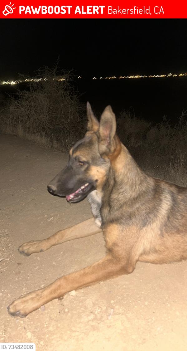 Lost Male Dog last seen Fairfax and auburn, Bakersfield, CA 93306