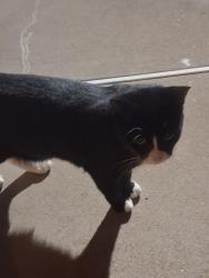 Found/Stray Unknown Cat last seen Parking lot of apmts of Radcliffe st in Bristol, Bristol, PA 19007