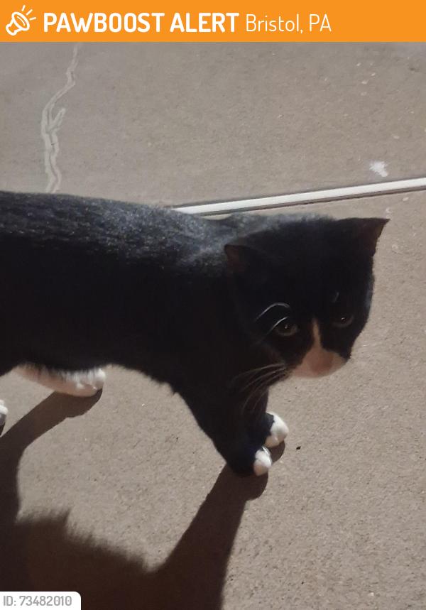 Found/Stray Unknown Cat last seen Parking lot of apmts of Radcliffe st in Bristol, Bristol, PA 19007