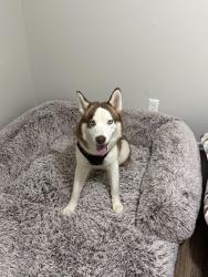 Lost Male Dog last seen Near whorley ct, Nashville, TN 37217