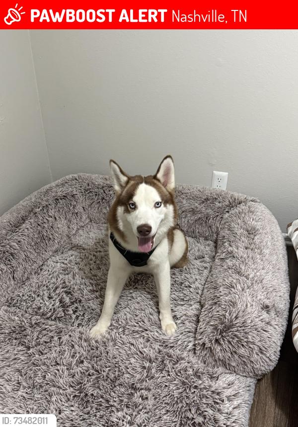 Lost Male Dog last seen Near whorley ct, Nashville, TN 37217