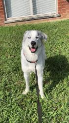 Reunited Female Dog last seen Kroegermount dr Cincinnati, Cincinnati, OH 45239