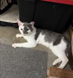 Lost Male Cat last seen Summerplace Ct and summerplace Drive, Greer, SC 29650