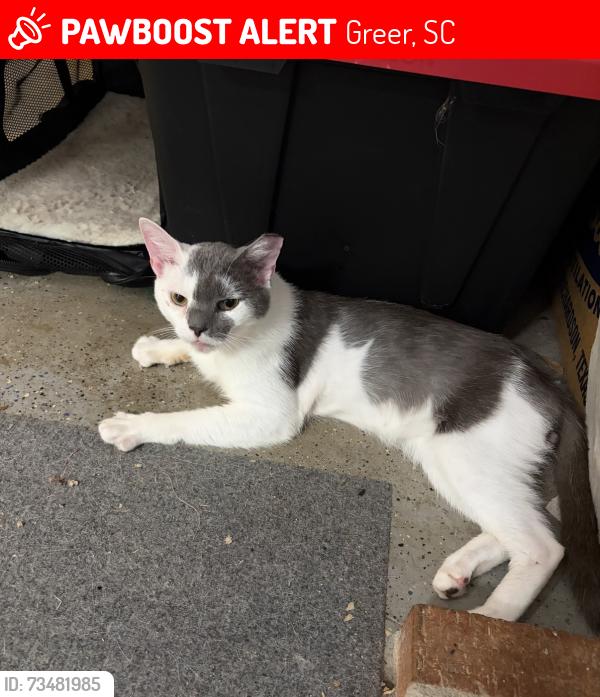 Lost Male Cat last seen Summerplace Ct and summerplace Drive, Greer, SC 29650