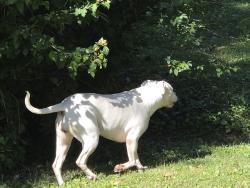 Found/Stray Female Dog last seen Maywood and ash, Raytown, MO 64133